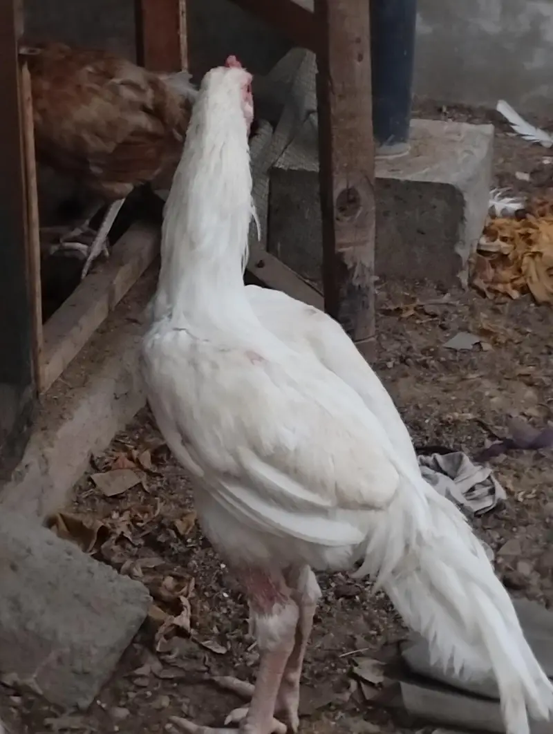 heera Aseel pair for sale — photo 9
