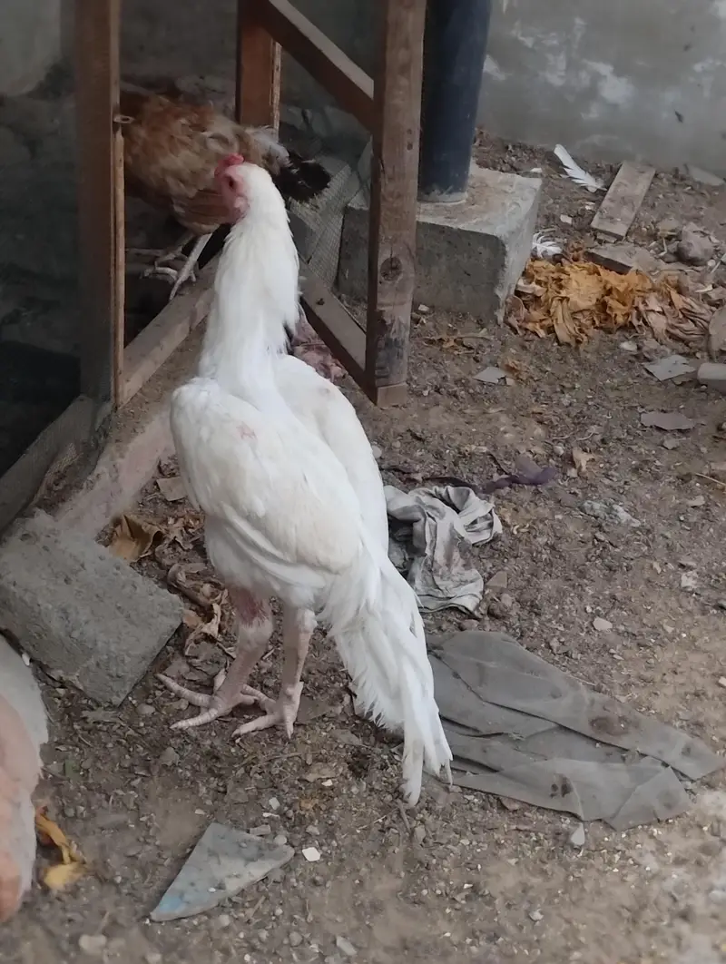 heera Aseel pair for sale — photo 10