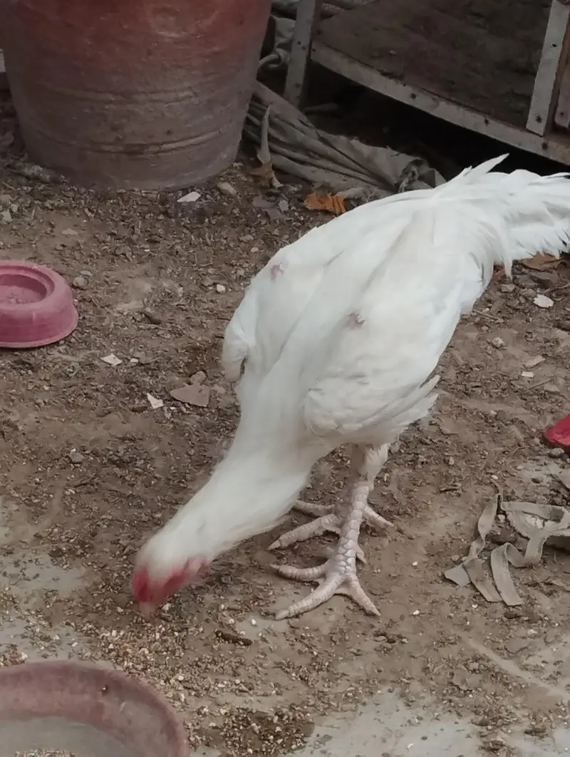heera Aseel pair for sale — photo 12