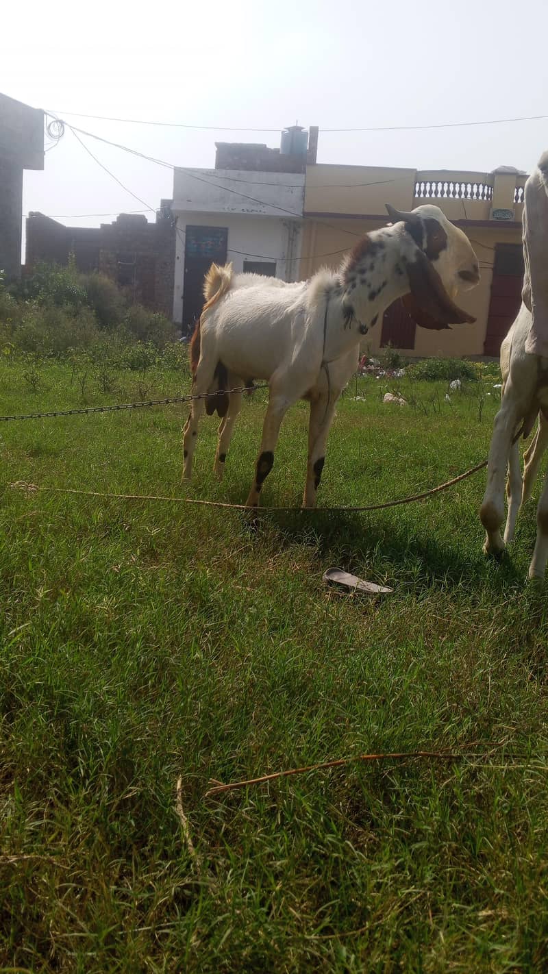 bakra saale 1
