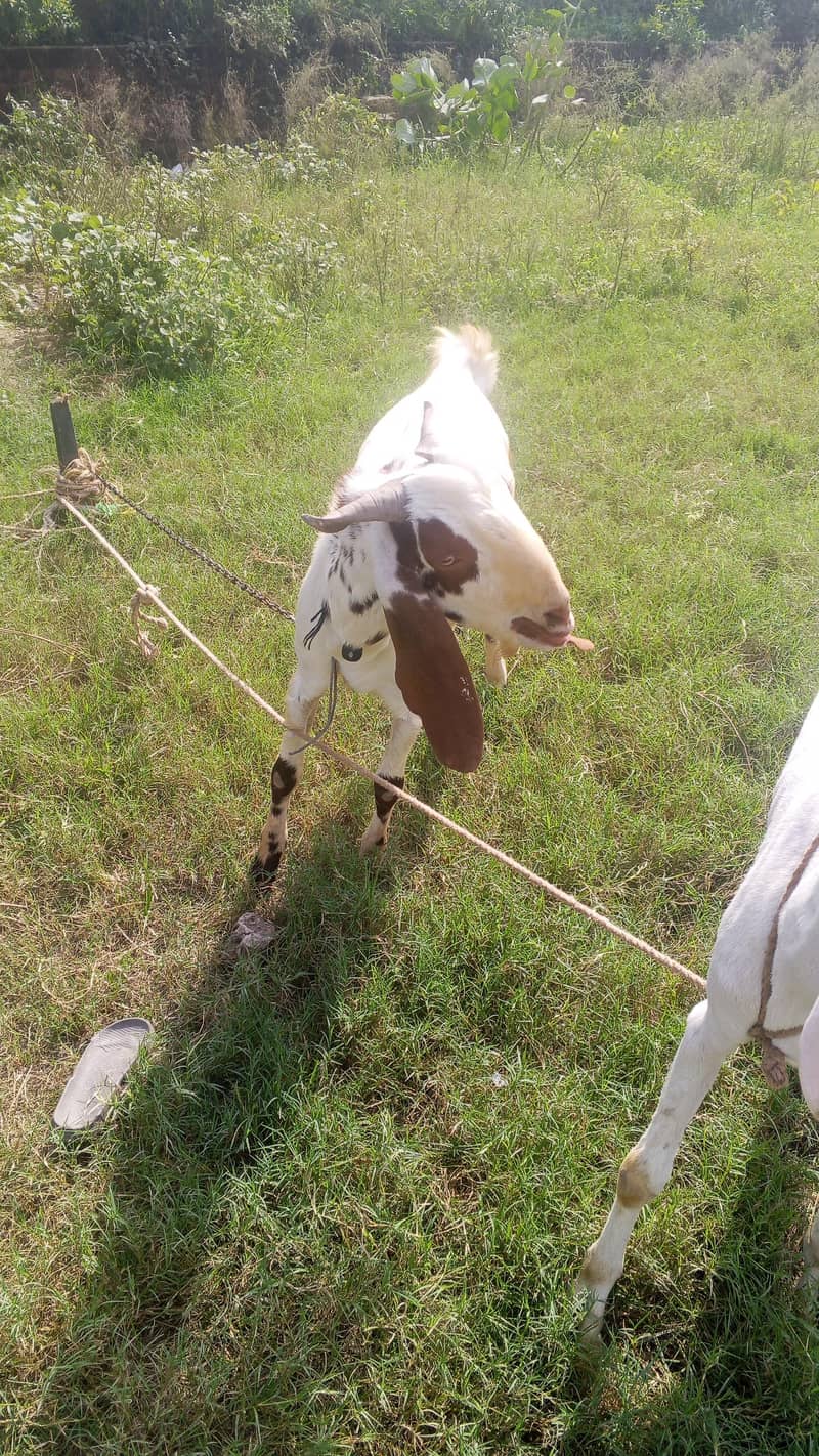 bakra saale 3
