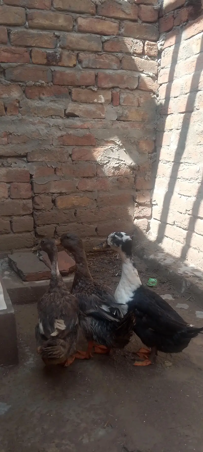 Ghair me plei hue ha 6 pairha — photo 6