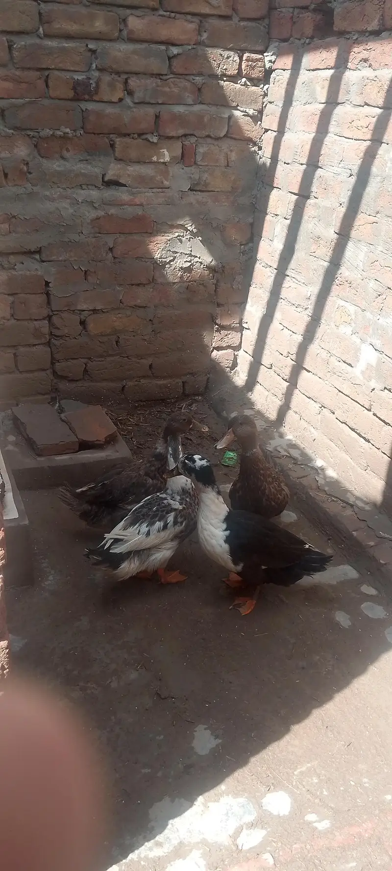 Ghair me plei hue ha 6 pairha — photo 7