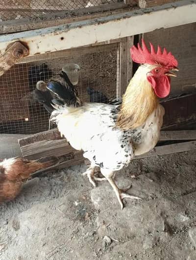 Desi murga/ golden misri/ Desi rooster