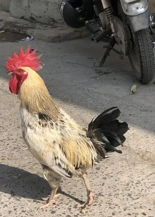 Desi murga/ golden misri/ Desi rooster — photo 2
