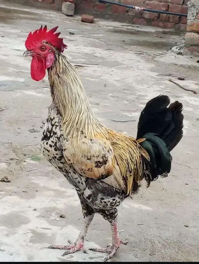 Desi murga/ golden misri/ Desi rooster — photo 3