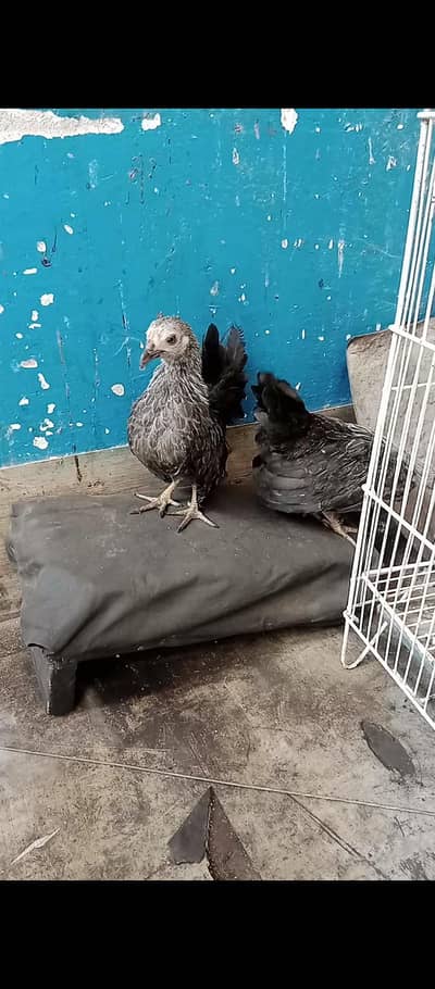 Japanese hens