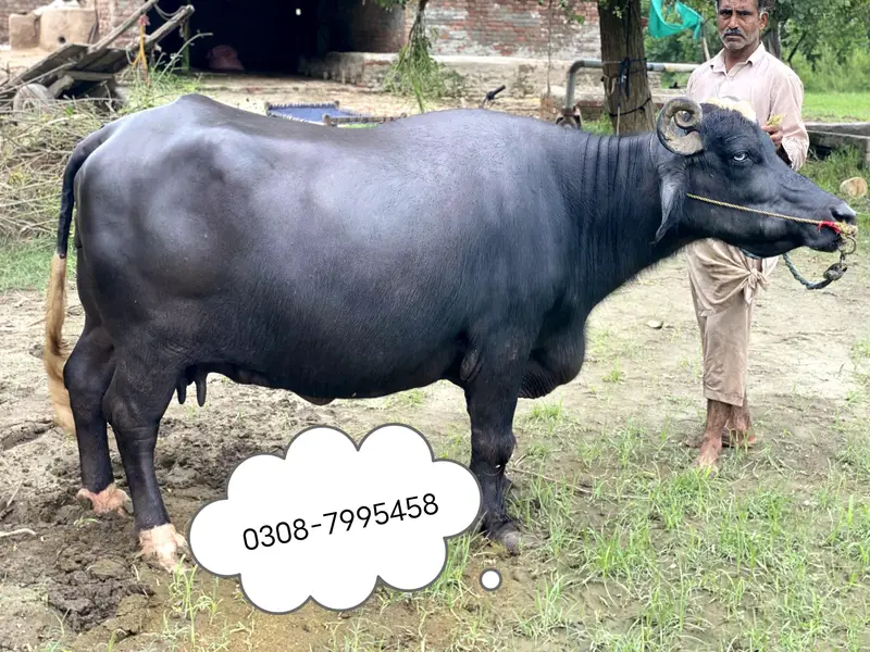 Buffalo Bhains For Sell — photo 5