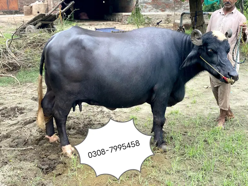 Buffalo Bhains For Sell — photo 6