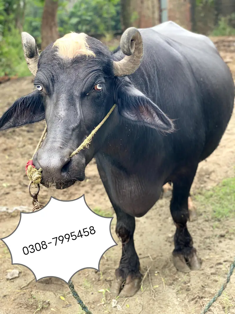 Buffalo Bhains For Sell — photo 7