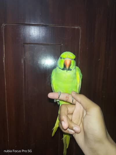 Properly tamed parrot.