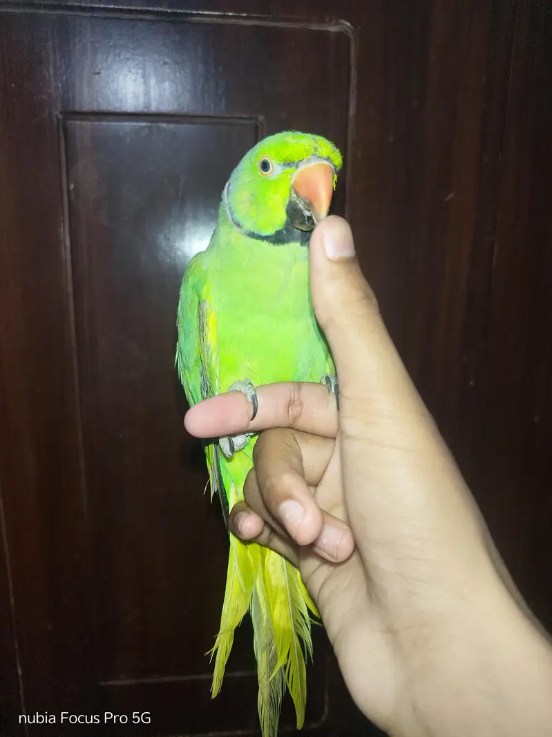 Properly tamed parrot. — photo 2