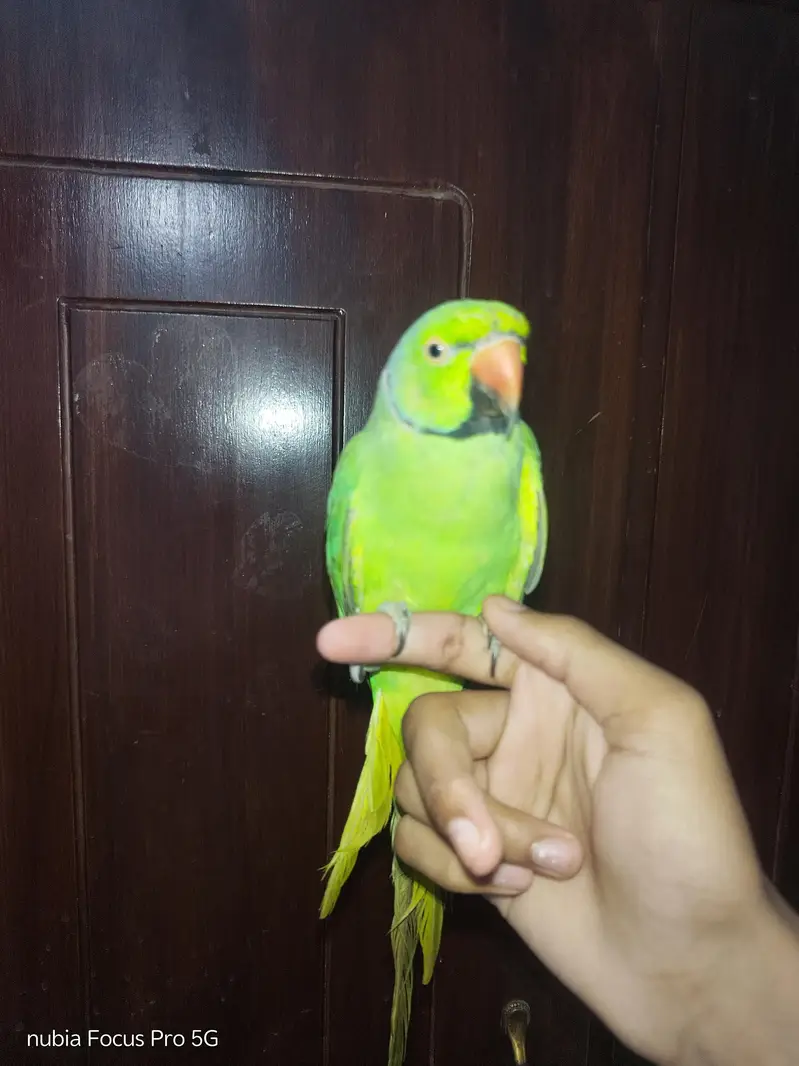 Properly tamed parrot. — photo 3