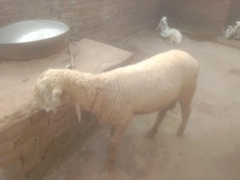 Dasi Mundra — photo 3