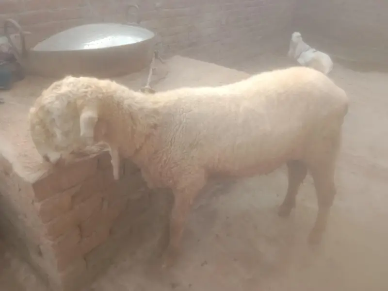 Dasi Mundra — photo 4