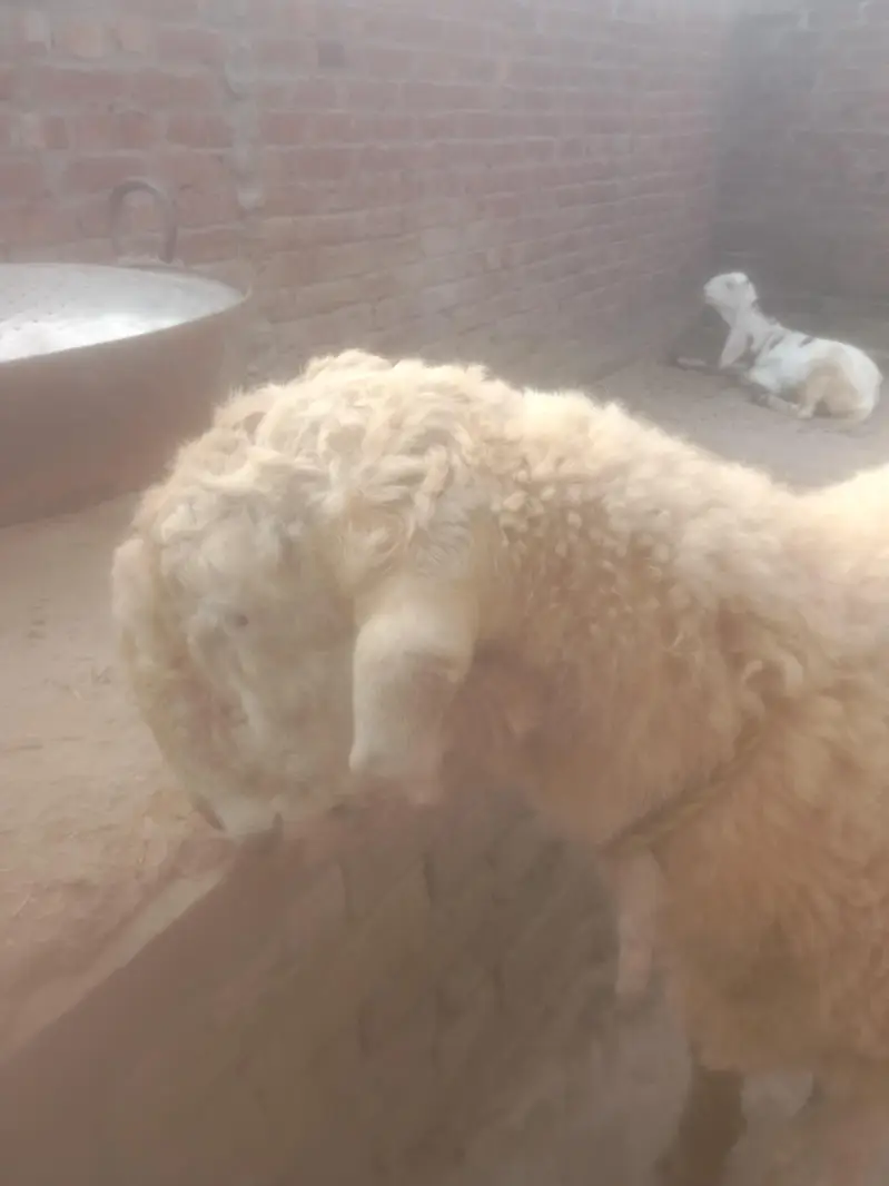 Dasi Mundra — photo 5