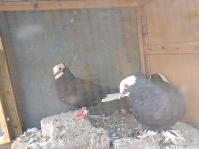 Muki pair