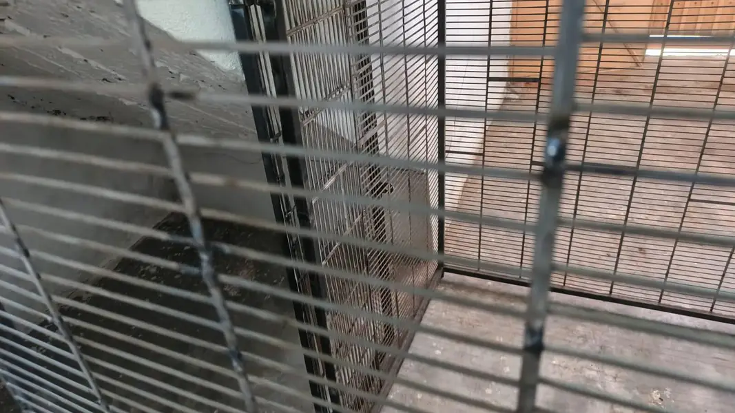 DOG CAGE 3 X 4 X 4 — photo 7