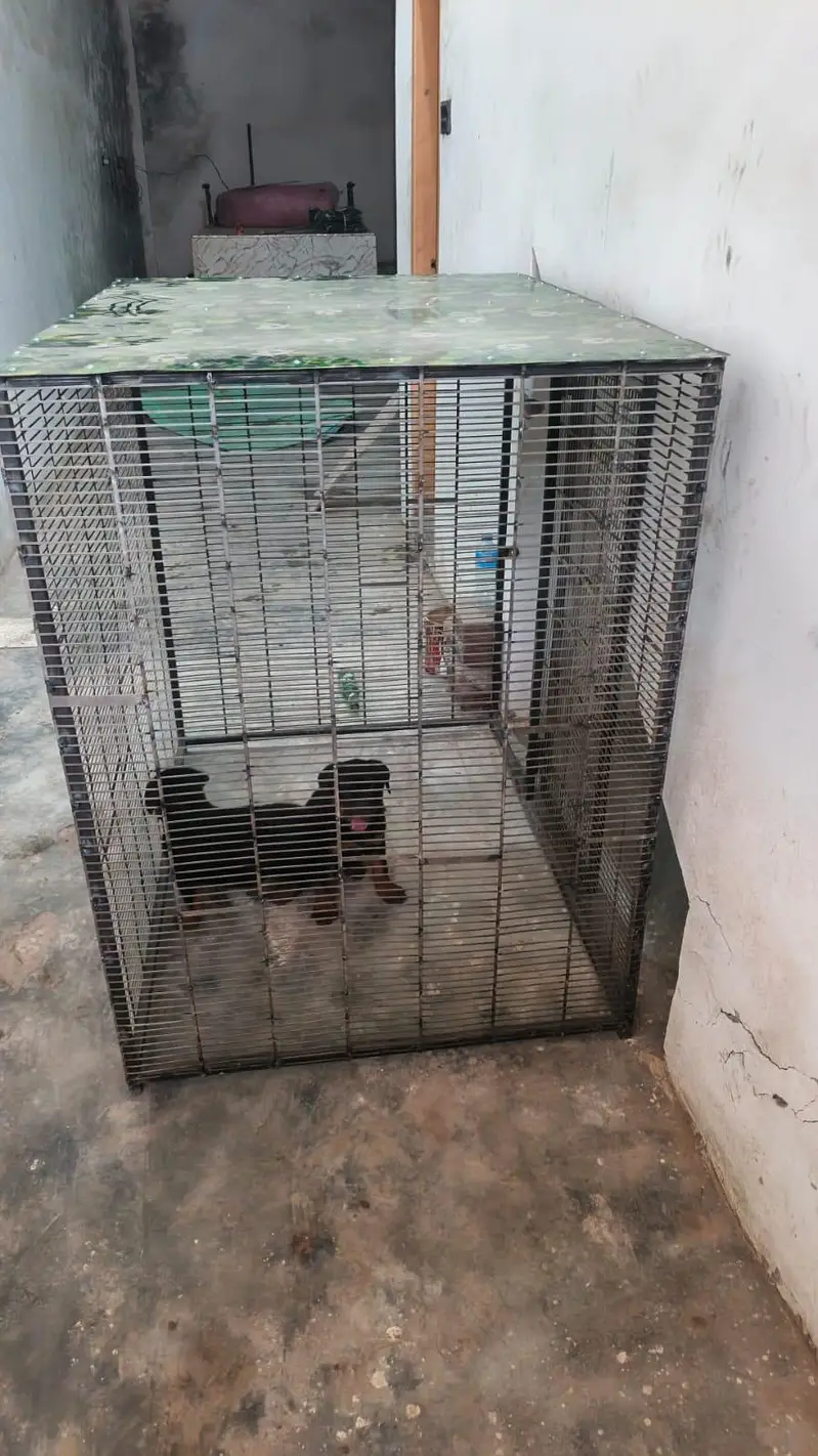 DOG CAGE 3 X 4 X 4 — photo 8