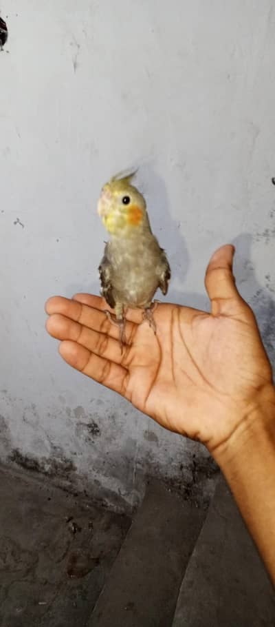 parrot available 03264040055