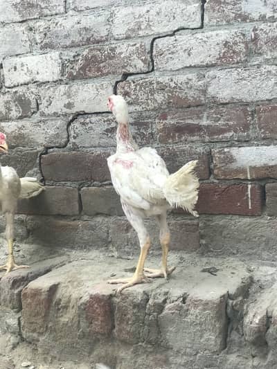White Shamoo chick   03424058759 Whataspp