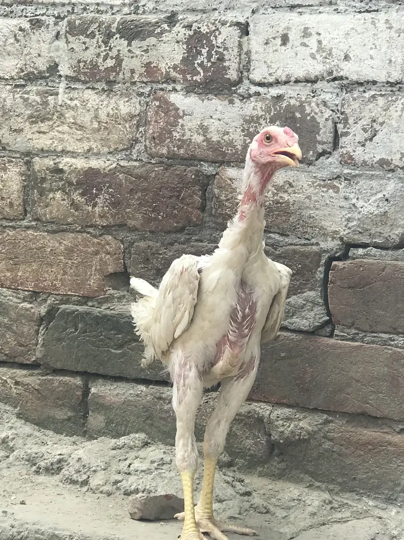 White Shamoo chick   03424058759 Whataspp — photo 3