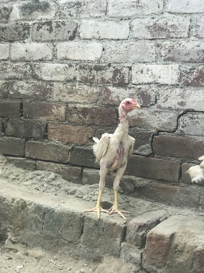 White Shamoo chick   03424058759 Whataspp — photo 4