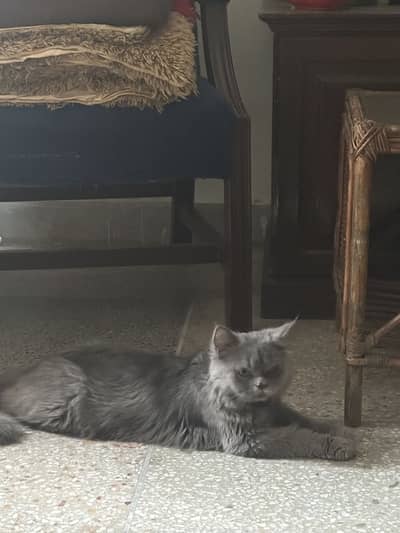 British Longhair