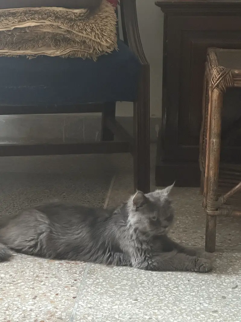 British Longhair — photo 2