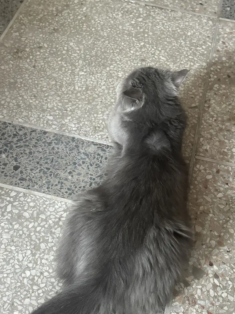 British Longhair — photo 5
