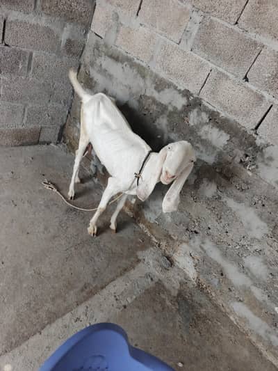 Rajanpuri