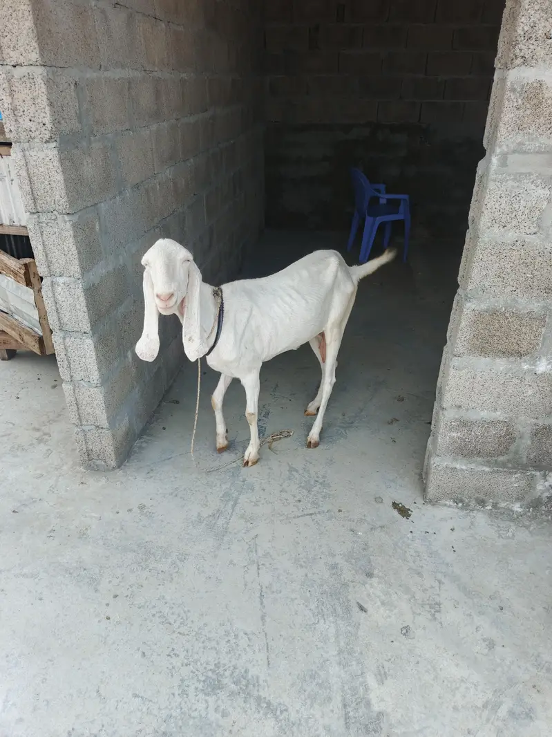 Rajanpuri — photo 2