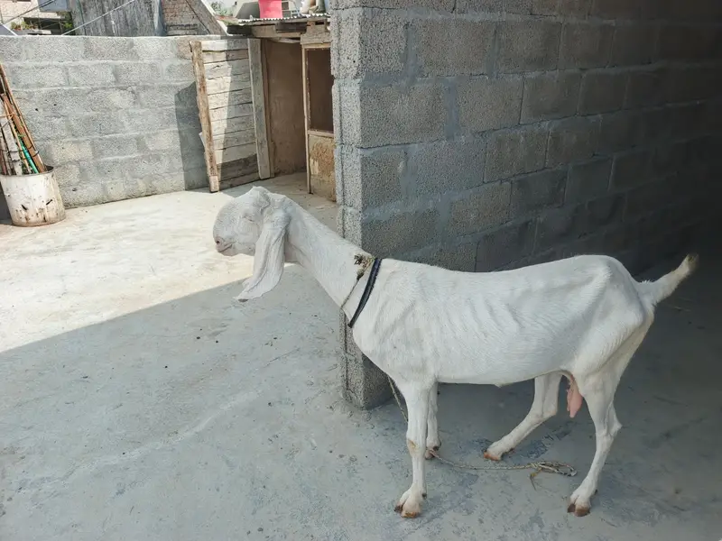 Rajanpuri — photo 3