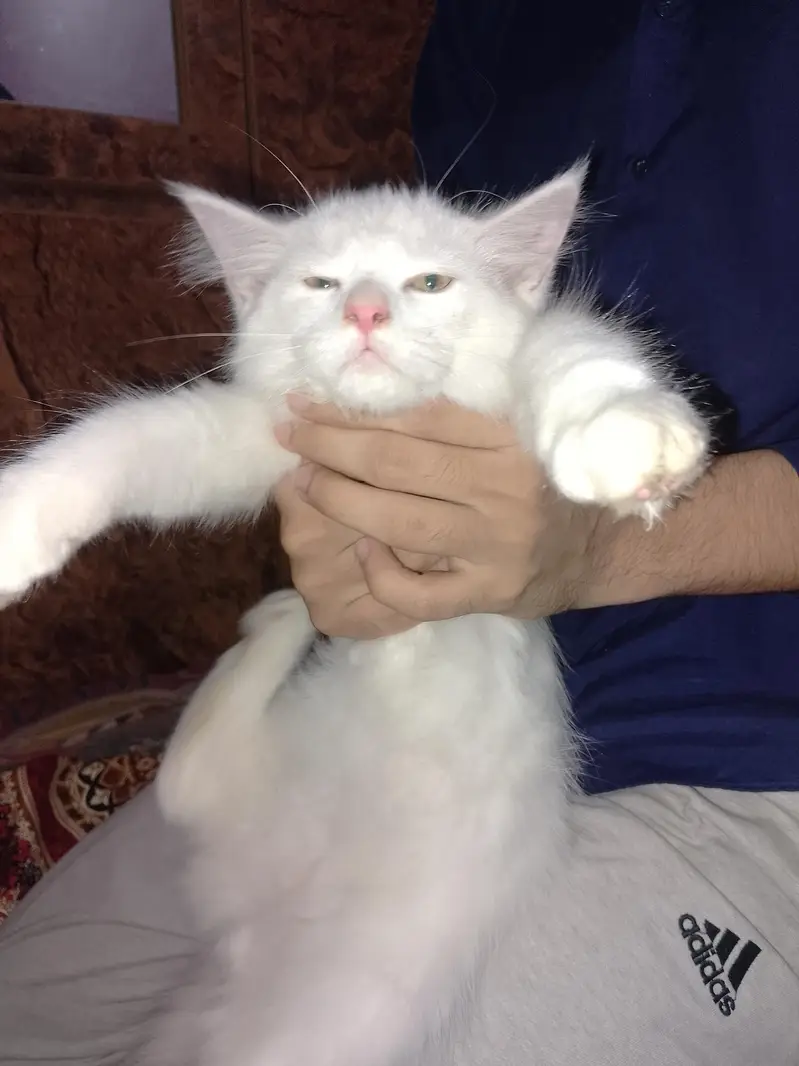 Persian kitten up for sale — photo 2