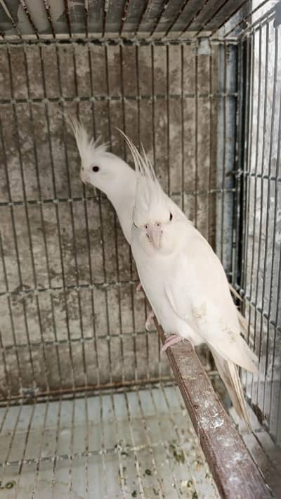 cocktails bird for sale
