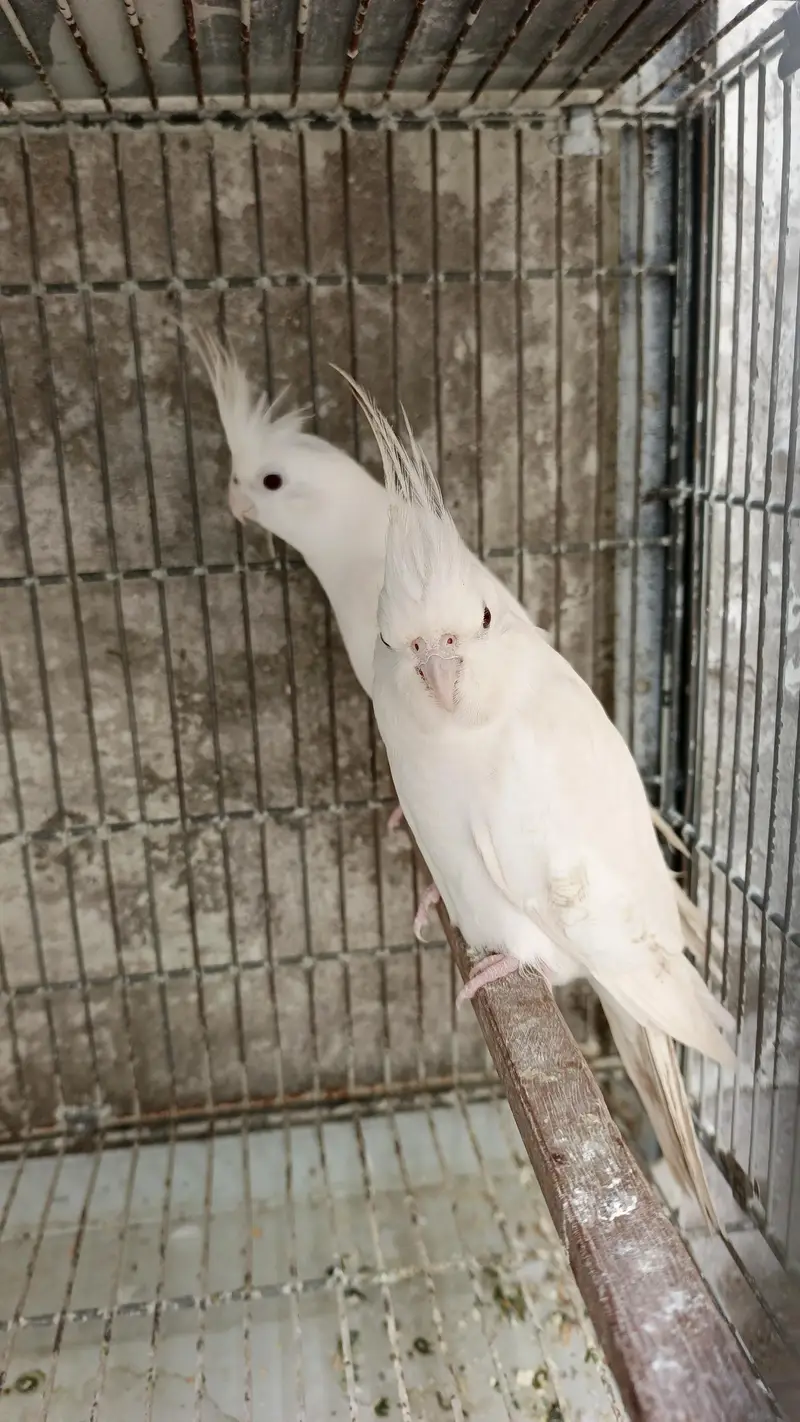 cocktails bird for sale