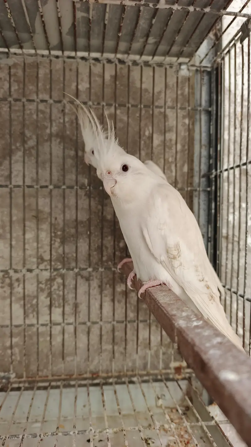 cocktails bird for sale — photo 2