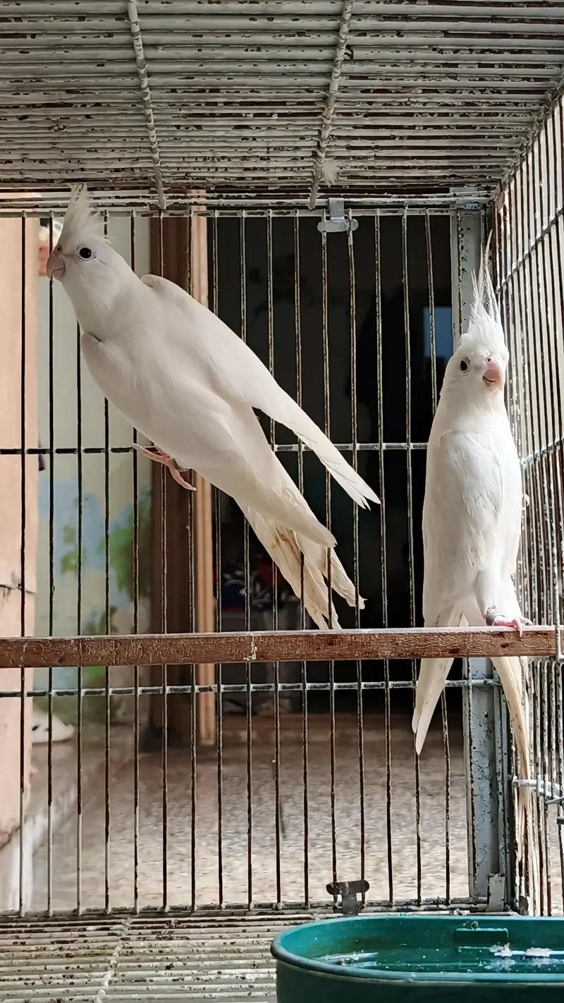 cocktails bird for sale — photo 3