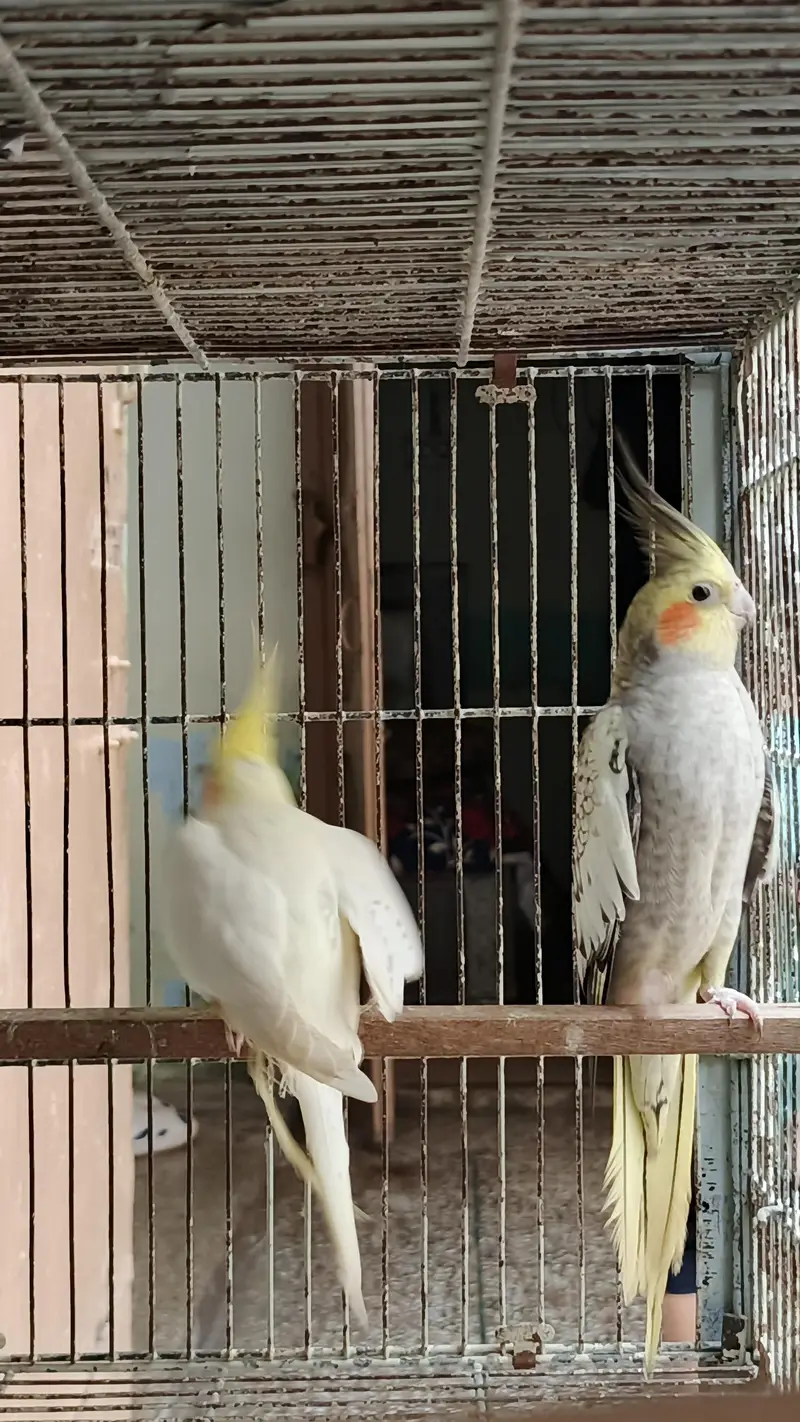 cocktails bird for sale — photo 4
