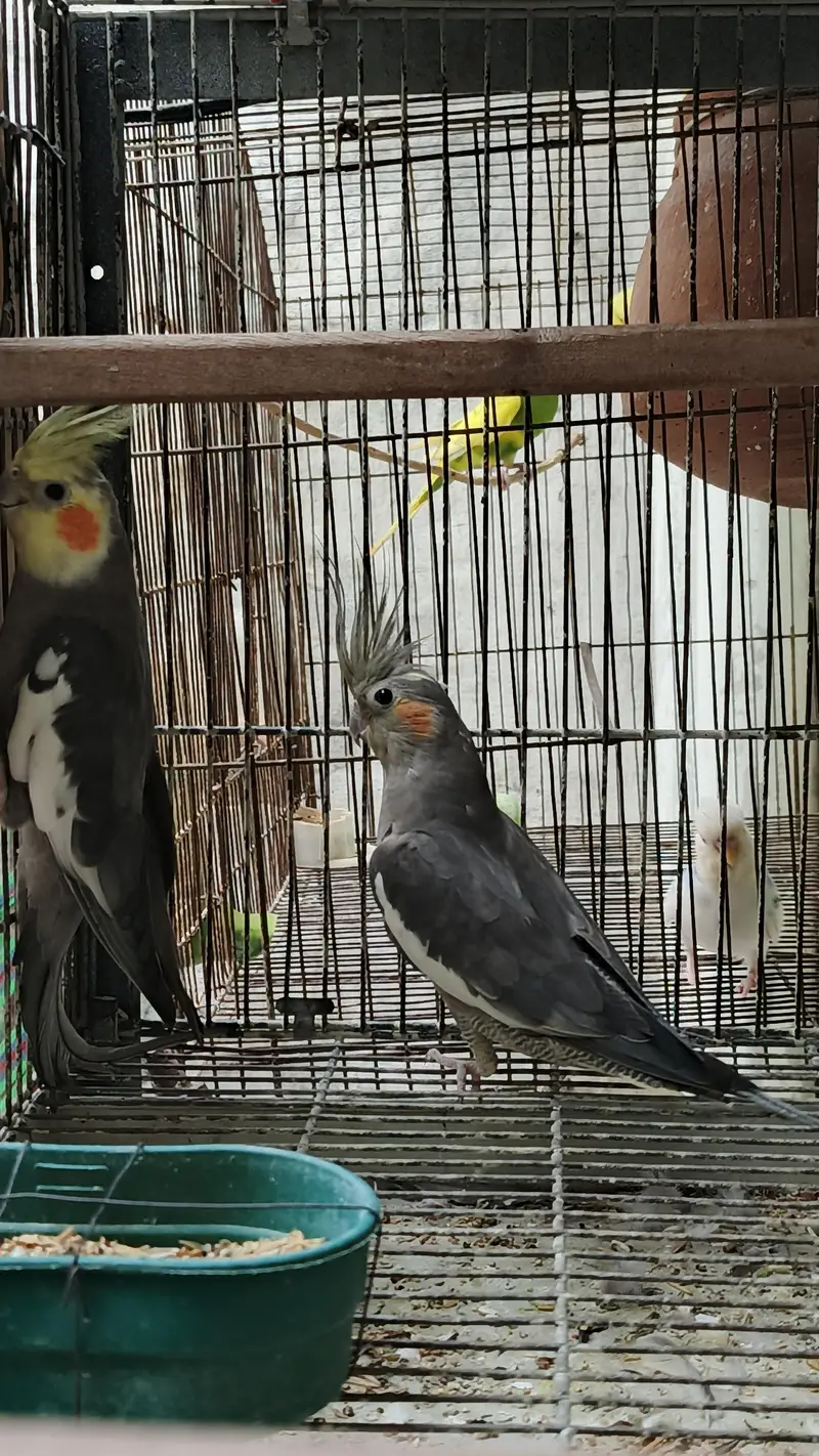 cocktails bird for sale — photo 7