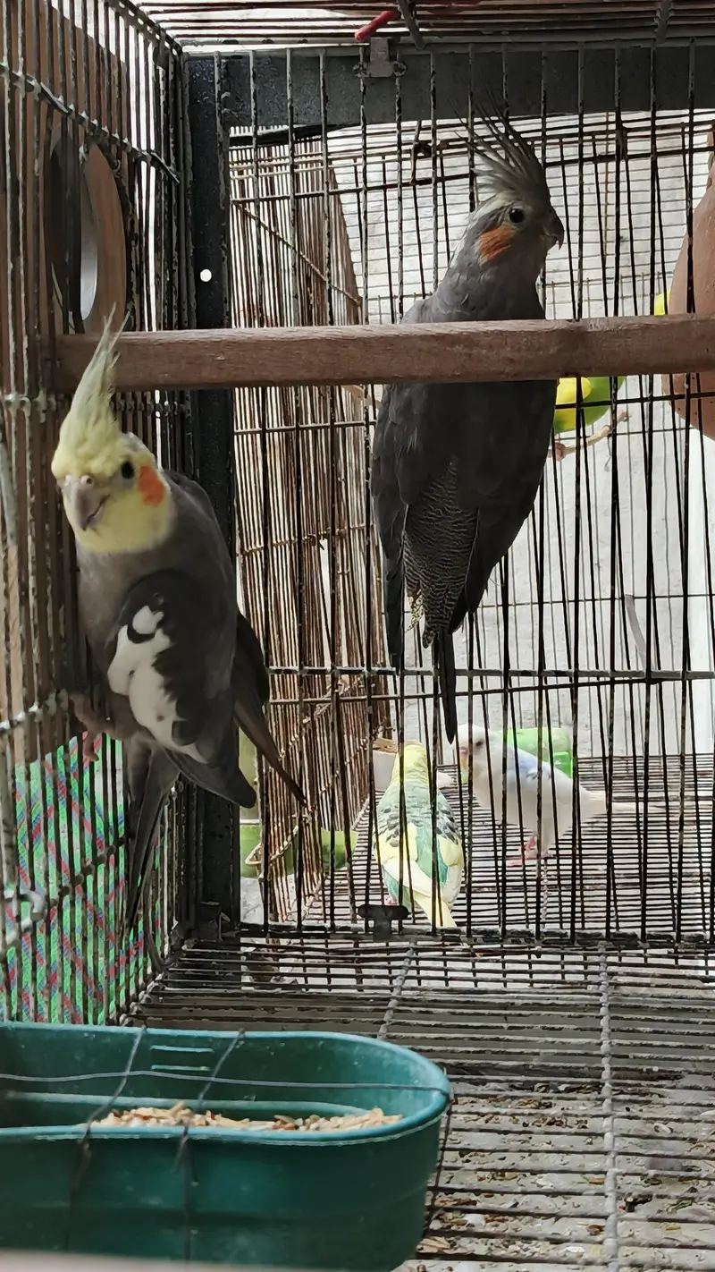 cocktails bird for sale — photo 8