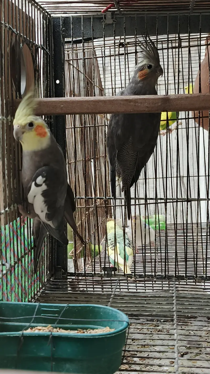 cocktails bird for sale — photo 9
