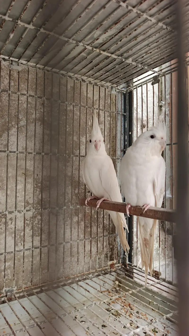 cocktails bird for sale — photo 10