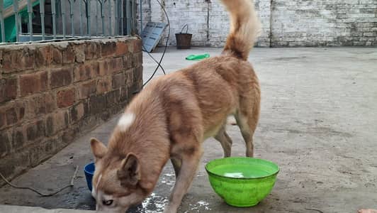 Urgent Sale | Pure Siberian Husky Female |