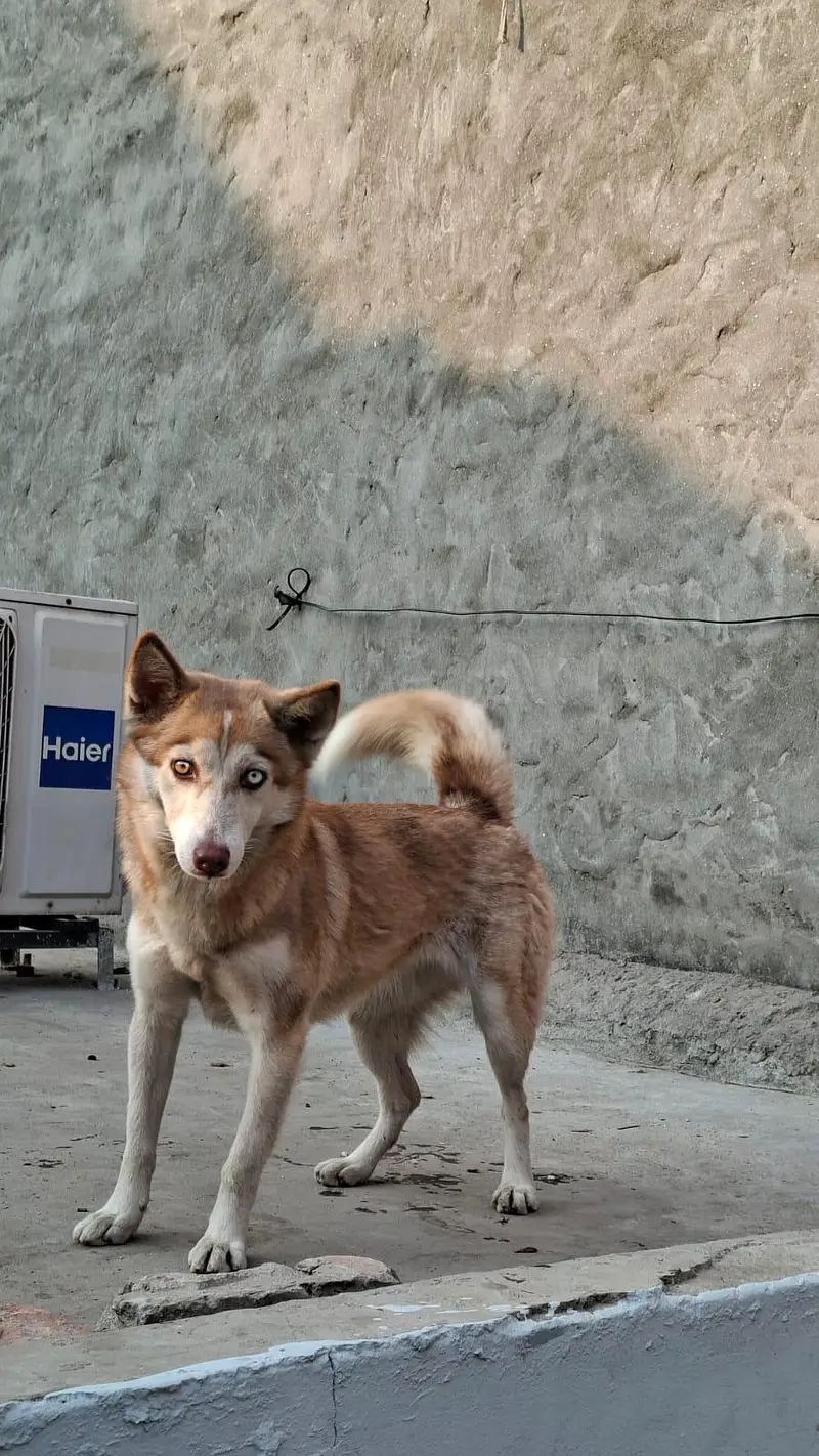 Urgent Sale | Pure Siberian Husky Female | — photo 2