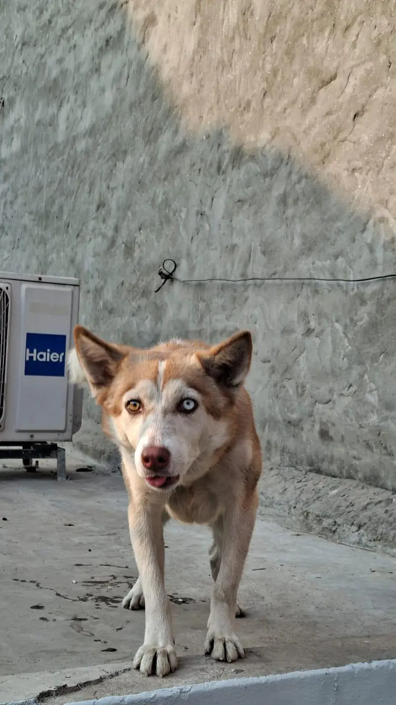 Urgent Sale | Pure Siberian Husky Female | — photo 3