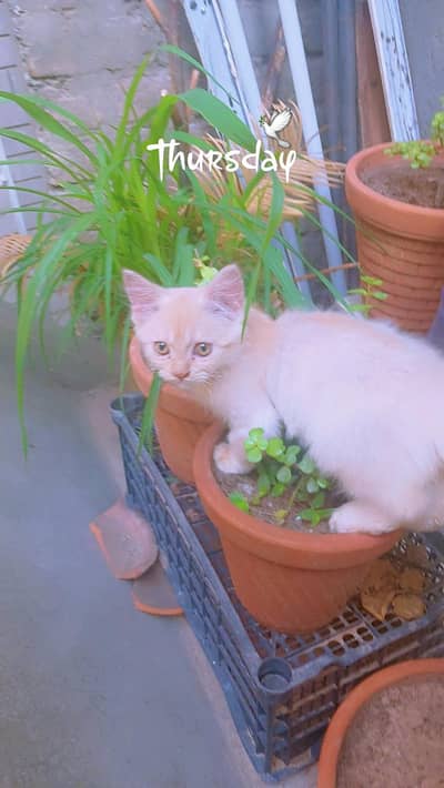 persion male kitten