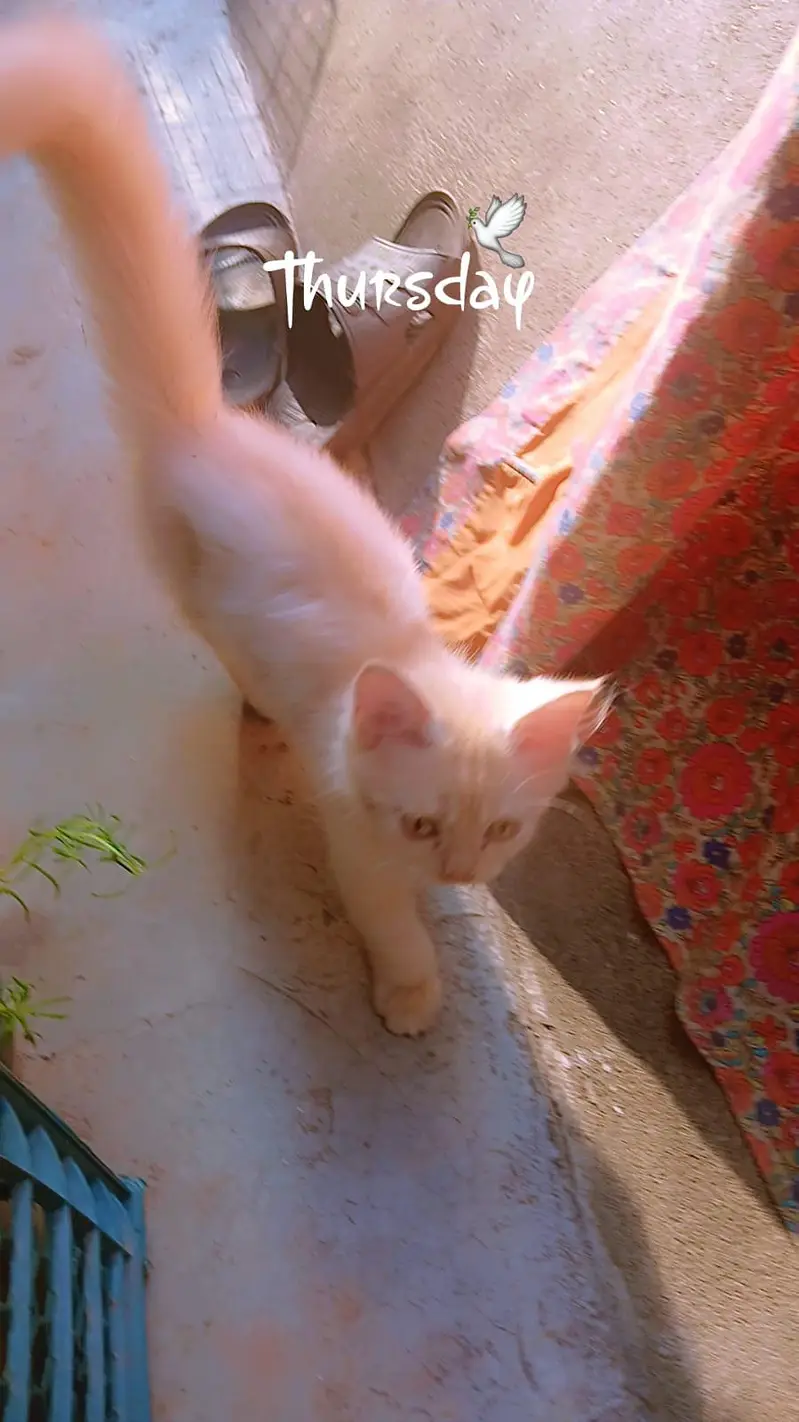 persion male kitten — photo 2