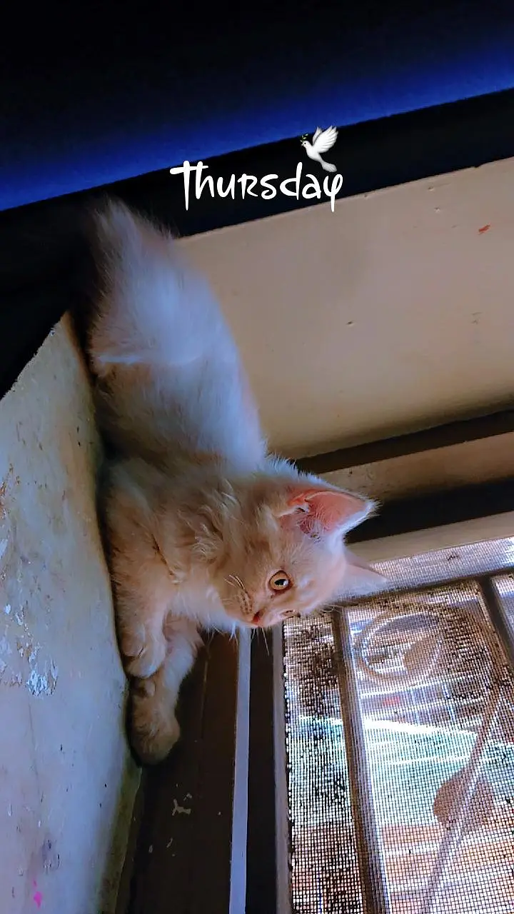 persion male kitten — photo 3