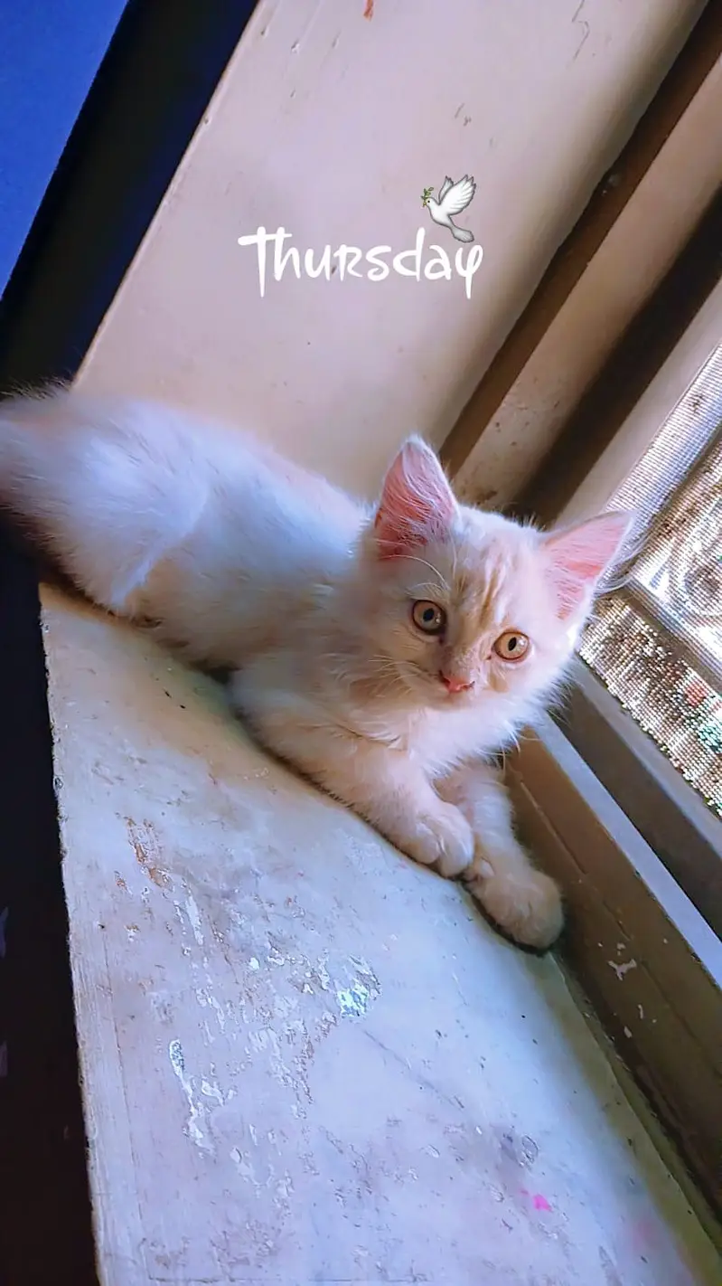 persion male kitten — photo 4